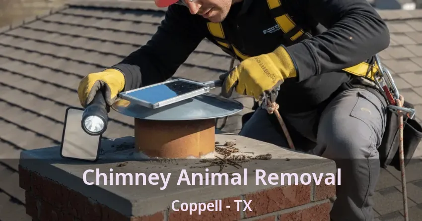 Chimney Animal Removal Coppell - TX